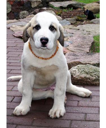 Premium Amber Necklace for Dogs & Cats | Leather Clasp | Flea & Tick Protection 30-35cm - Buy Online on SooperMarket.com