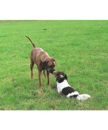 Buy Nordicvital 2.5kg Vegetable Mix - Premium Natural Dog Supplement & Rodent Feed | 100% Natural BARF Vegetables - Buy Online on SooperMarket.com