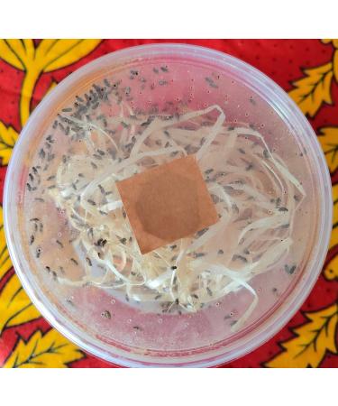 acomantis 16oz tub Flightless Fruit Flies (Drosophila Culture) Live Food - Buy Online on SooperMarket.com