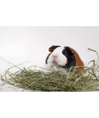 High Desert 2nd Cutting Timothy Grass Hay for Guinea Pigs, Rabbits & Small Pets - 4lb Pack - Buy Online on SooperMarket.com