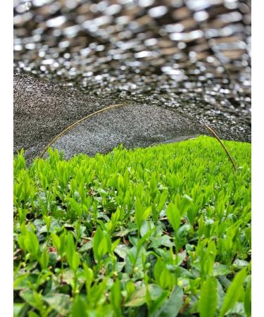 Premium Gyokuro by CHILL TEA Tokyo - Jewel dew - Exclusive Japanese green tea - Mellow deep Umami - 60g - Buy Online on SooperMarket.com