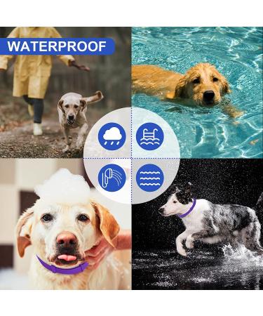 Flea Collar for Dogs 2-Pack Purple | 8 Months Protection | Prevent, Control, & Treat Fleas and Ticks | Adjustable 25 Inch | Free Comb Included - Buy Online on SooperMarket.com