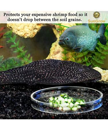 Heavy-Duty Tough Borosilicate Glass Shrimp Feed Dish - Prevent Spills, Never Run Out of Food for Shrimps - Ideal for Tubifex Worms and Fish Food - Buy Online on SooperMarket.com