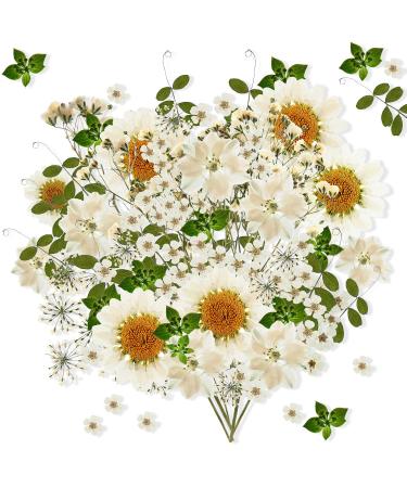 Nuanchu 81 Pcs White Dried Flowers Dried Pressed Flowers Leaves Natural Pressed Flowers White Pressed Flowers Larkspur Gypsophila for Resin Jewelry Scrapbooking Art Floral Decorations (White)