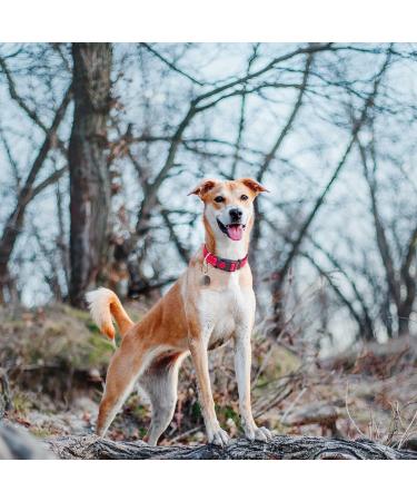 Haapaw Reflective Dog Collar - Soft Neoprene Breathable Nylon for Small & Medium Dogs (Large - 1 Pack) | Red | International Shipping Available - Buy Online on SooperMarket.com