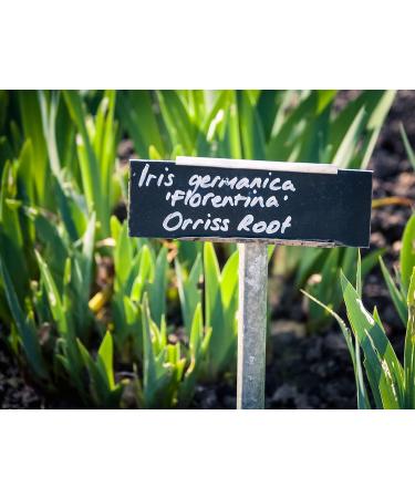 Whole Orris Root - Orris Root Contains Essential Oils Flavonoids and is Used in Perfumes - Net Weight: 1.76oz / 50g - Buy Online on SooperMarket.com