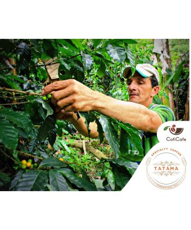 CofiCafe 6 Lbs Specialty Colombian Unroasted Green Coffee - Tatama Valle del Cauca (SCA 87) - Buy Online on SooperMarket.com