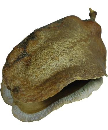 Lucky Reptile DB-01 Nature's Treasure Decor Box - Buy Online on SooperMarket.com