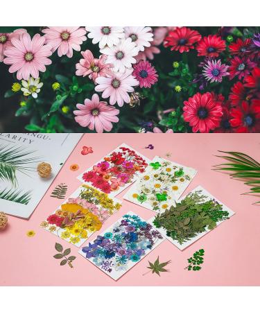 Dried Pressed Flowers 170+ Pcs - Bulk Natural Floral Fillers for Resin Crafts & Jewelry - 5 Color Set - Buy Online on SooperMarket.com