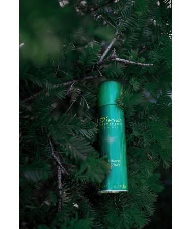 Pino Silvestre Deodorant Body Spray for Men - Long Lasting Sandalwood & Musk Fragrance - 6.7 Oz Cologne - International Shipping Available - Buy Online on SooperMarket.com