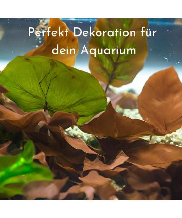 ProFlora Sea Almond Leaves | Organic Catappa Leaves for Aquariums | 12 XS Pieces (8 cm) - Natural Water Enhancer & Nutritional Supplement - Buy Online on SooperMarket.com