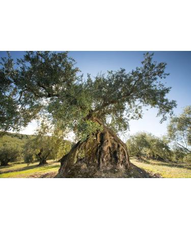 Carbonell Virgin Olive Oil 3L 1 Unit - Buy Online on SooperMarket.com