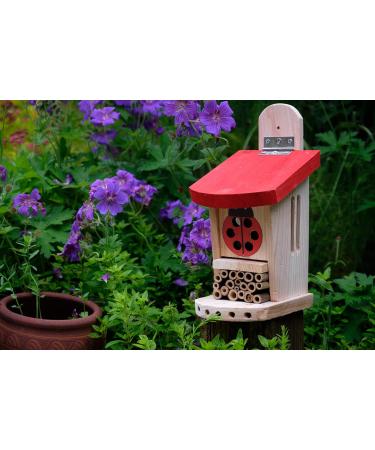 Wildlife World LBT4 Live Ladybird Lodge in Red/Brown - Natural Pest Control Solution - Buy Online on SooperMarket.com