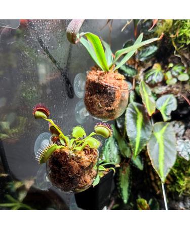 Vtinyeal Aquarium Plant Keep Cup - 2 Pieces Water Plant Pot with Suction Cups | Aqua Decoration & Accessories - Buy Online on SooperMarket.com