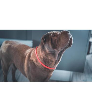 Vetocanis Red Dog Control Collar - 7 Years | Effective Training Solution - Buy Online on SooperMarket.com