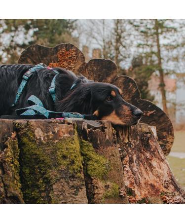 Max & Molly H-Harness - Retro Blue | Stylish & Comfortable Dog Harness for International Shipments - Buy Online on SooperMarket.com