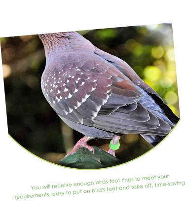 Beavorty 300 Pcs Pigeon Anklet Where Labels Pet Chicken Bands Birds Supplies Bird Drinker Ornamental Pigeon 1X1X0.8CMx3pcs Greenx3pcs - Buy Online on SooperMarket.com