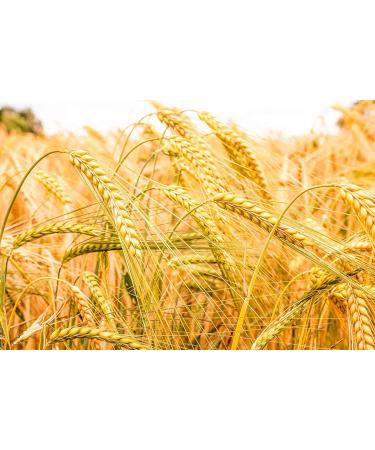 Barley Flour 2 Pounds Non-GMO Stone Ground from Whole Hulled Barley - Fine Powder, Kosher & Vegan - Rich in Fiber - Wheat Flour Alternative - Ideal for Baking - Product of USA (2 lb) - Buy Online on SooperMarket.com
