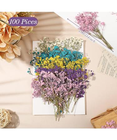Dried Babys Breath Flowers - 100 Pcs Natural Gypsophila Branches for DIY Crafts and Gifts - Mixed Color Pressed Baby's Breath Flowers - Buy Online on SooperMarket.com