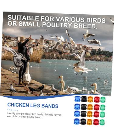 BESPORTBLE 80 Pcs Pigeon Foot Ring Metal Brackets Kickstand Chicken Wite Parrot Pigeon Gear Aluminum Poultry 0.8X0.8X0.8CMx4pcs As Shownx4pcs - Buy Online on SooperMarket.com