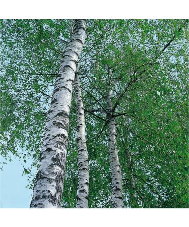 Weleda Birch Body Cleansing Scrub 5 fl oz - Plant Rich Cleanser with Birch & Apricot Kernel Oils - Buy Online on SooperMarket.com