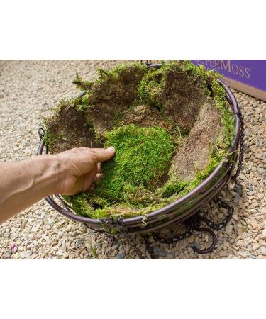 SuperMoss 21509 Sheet Moss 2oz Bag - Preserved Fresh Green Moss for Crafts and Decor - Buy Online on SooperMarket.com