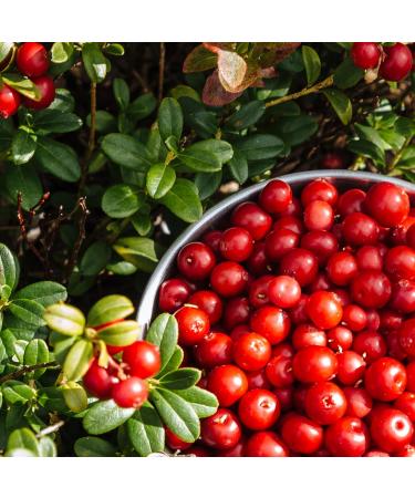Buy 100% Natural Cranberry Powder 200g | Wild Collection Fruit Powder | Premium Quality Superfood - Buy Online on SooperMarket.com