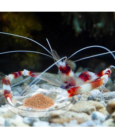 Heavy-Duty Tough Borosilicate Glass Shrimp Feed Dish - Prevent Spills, Never Run Out of Food for Shrimps - Ideal for Tubifex Worms and Fish Food - Buy Online on SooperMarket.com