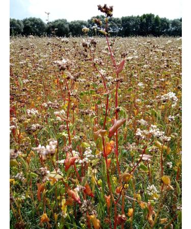 Organic Buckwheat Germ Powder from Germany - Gluten Free Vegan Home Grown - Premium Quality Superfood - Buy Online on SooperMarket.com