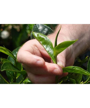 Mortier's Ceylon Ginger Tea Bags - Buy Online on SooperMarket.com