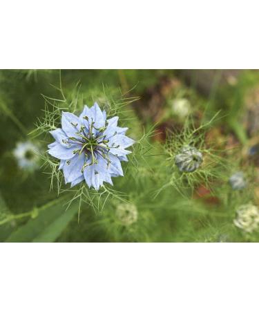 Organic Black Cumin Seeds 3 Pounds - Non-GMO Whole Nigella Sativa - Raw Vegan Superfood - Kosher - High in Iron, Calcium, and Magnesium - Ideal for Cooking and Seasoning - Buy Online on SooperMarket.com