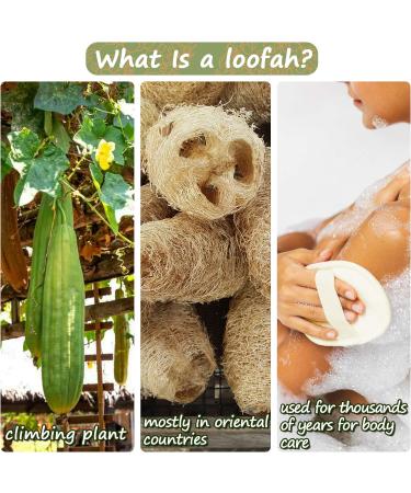Zittop 2 Pack Natural Luffa and Terry Cloth Exfoliating Loofah Sponge Pads - Body Scrubber for Spa Bathing and Shower - Buy Online on SooperMarket.com