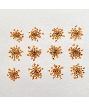 100pcs Ammi Majus Natural Pressed Dried Flowers for Resin, Soap & Candle Making (Orange) - Buy Online on SooperMarket.com