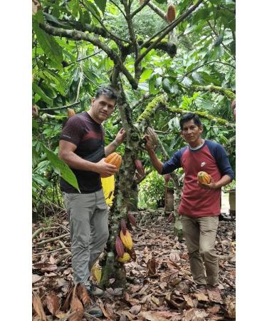 Organic Ceremonial Grade Cacao 100% Raw and Pure Cocoa Criollo Variety From The Ashaninka Nomatsigenga Tribes and Farmers located in Satipo in the central rainforest of Peru. 1000g (1Kg) 1.00 kg (Pack of 1) - Buy Online on SooperMarket.com