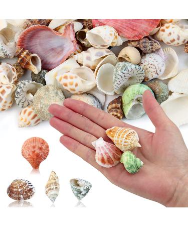 Weoxpr 200pcs Assorted Sea Shells for Fish Tank, Home Decor, Beach Theme Party, Candle Making, Wedding Decor - Natural Ocean Beach Seashells in Various Sizes for DIY Crafts - Buy Online on SooperMarket.com