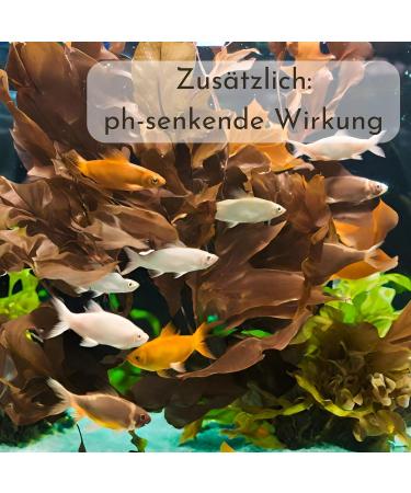 ProFlora Sea Almond Leaves | Organic Catappa Leaves for Aquariums | 12 XS Pieces (8 cm) - Natural Water Enhancer & Nutritional Supplement - Buy Online on SooperMarket.com