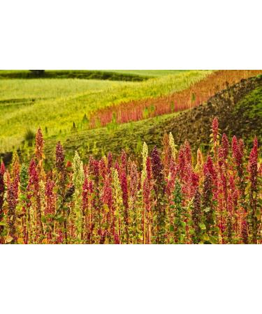Organic Royal White Quinoa 5 Pounds - Whole Grain | Non-GMO, Kosher, Raw & Vegan | Sirtfood Superfood - Bulk 5 Pound Pack - Buy Online on SooperMarket.com