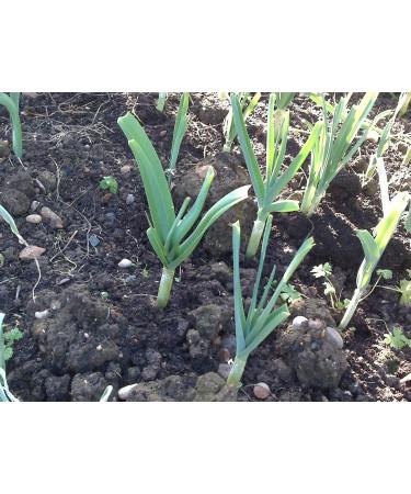 Japanese Garlic // Ajo Japones WT: 30 Pieces (57 GR) - Buy Online on SooperMarket.com