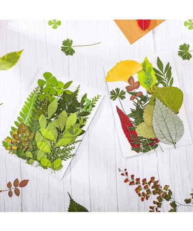 99-Piece Assorted Real Dried Leaves for Resin Art & Craft - Plant Herbarium & DIY Jewelry Decoration - Handmade Bookmarks - 5 Bags - Buy Online on SooperMarket.com
