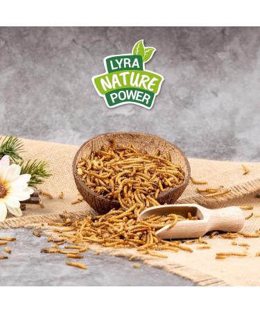 Lyra PET Mealworms 3 x 1 kg | Premium Fish Feed for Decorative & Pond Fish | Rich in Protein Vitamins & Minerals | Ideal Nutrient Source for KOI - Buy Online on SooperMarket.com