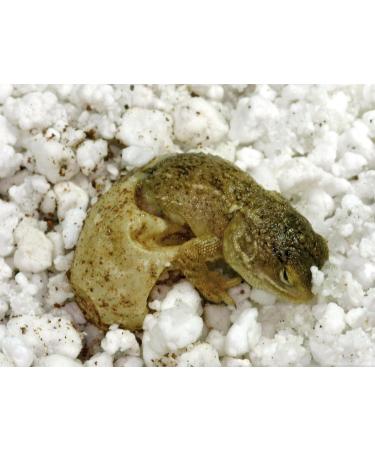Buy Lucky Reptile HR-2 HatchRite 2L - Premium Breeding Substrate for Reptiles | Fast International Shipping - Buy Online on SooperMarket.com