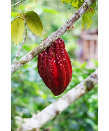 Peruvian "Blend" Ceremonial Cacao by The Jasper Cacao Project (250 Grams) - Buy Online on SooperMarket.com