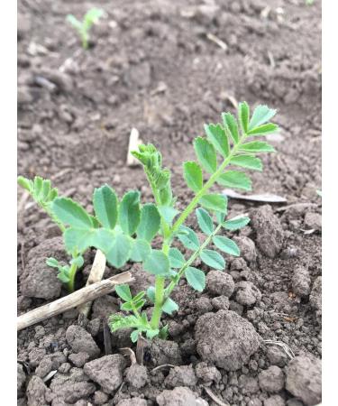 Buy Organic German Chickpeas - Value Pack | Homegrown Natural Vegan High Germination Capacity - Buy Online on SooperMarket.com