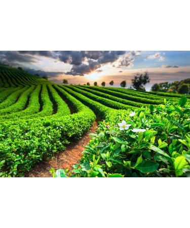 Me mer Hibiscus Tea - Vegan Gluten-free & Lactose-free - 23 Tea Bags for International Shipping - Buy Online on SooperMarket.com