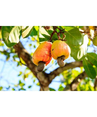1 lb Raw Cashews - Non-GMO Deluxe Whole Nuts, Unsalted, Unroasted - W-320 Size, Vegan & Kosher - Bulk Packed - Rich in Phosphorus, Magnesium, Copper & Manganese - Buy Online on SooperMarket.com