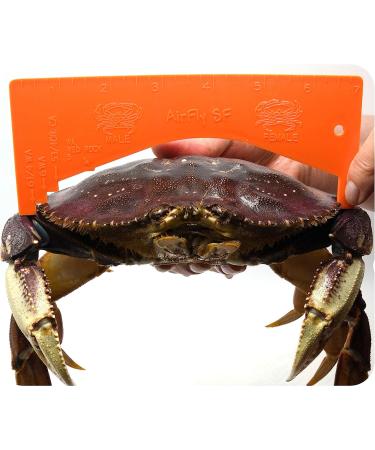 AirFly Crab Gauge - Accurately Measure Dungeness & Rock Crabs - Convex Design - Buy Online on SooperMarket.com