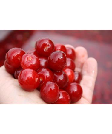 CherryActive Concentrate 946ml - 100% Montmorency Cherry Juice (1 Pack) - Buy Online on SooperMarket.com
