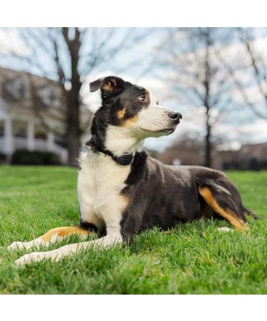PetSafe Replacement Collar Strap for Bark Collars & Wireless Fences - Black - Buy Online on SooperMarket.com