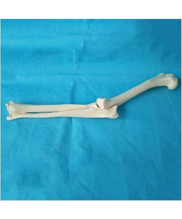 Elbow Joint Model of Dog SSkeleton Bone Model of Dog Ulna Humerus Radial Model - Buy Online on SooperMarket.com