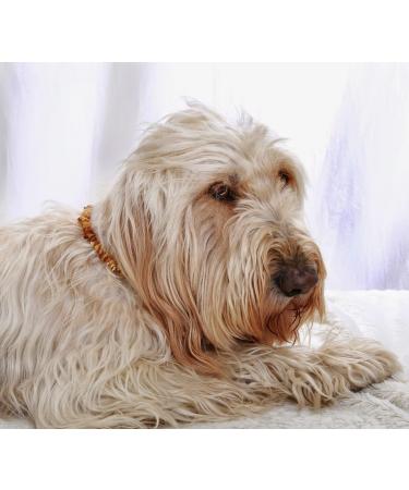 Bank Chain Dog Amber Collar for Dogs & Cats - Natural Amber Neck Band for Large & Small Dogs (56 cm) - Buy Online on SooperMarket.com